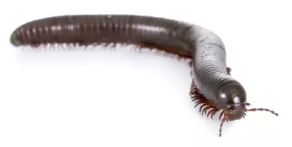 Centipede And Millipede Difference